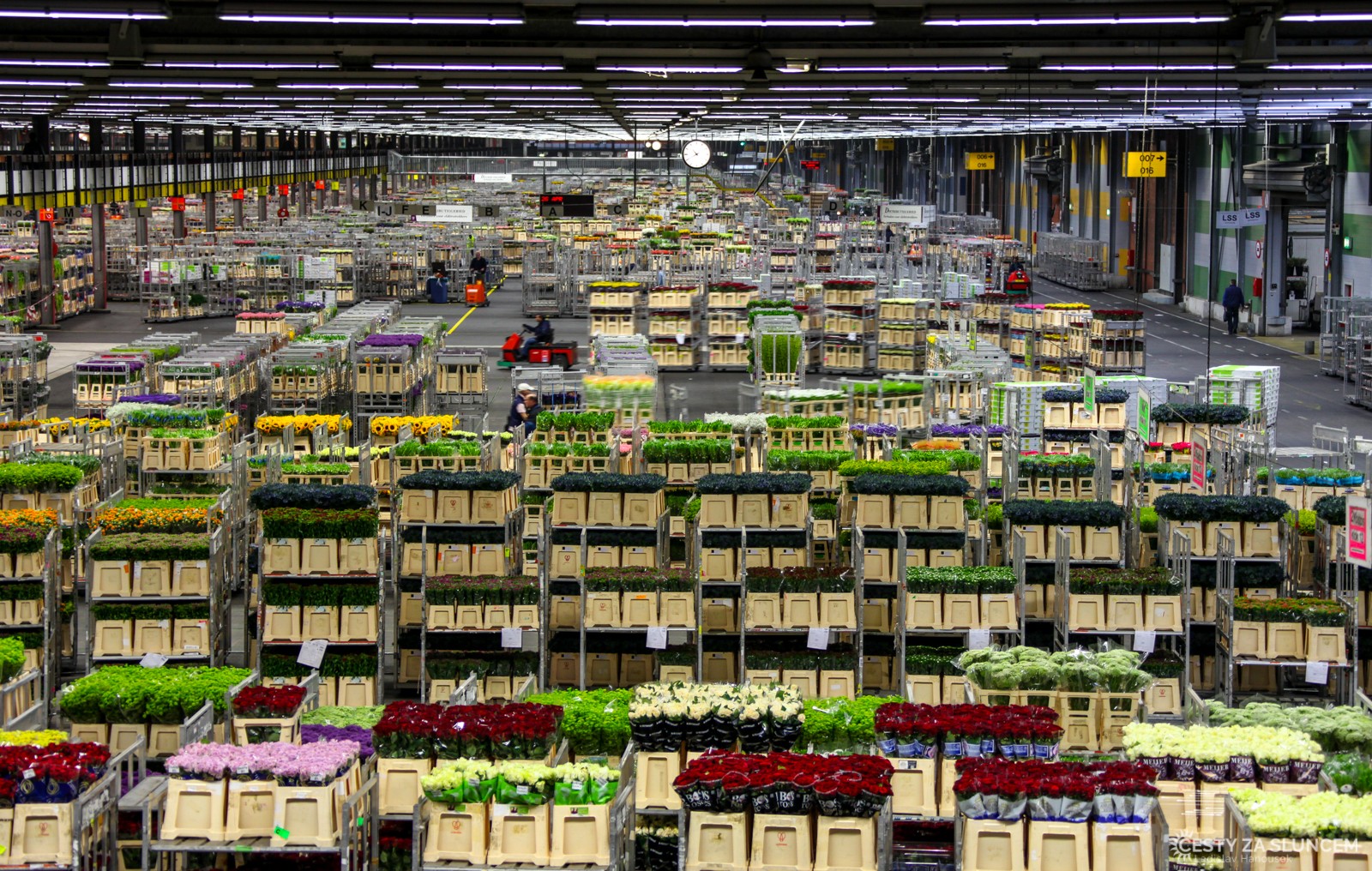 Květinová burza v Aalsmeeru - Ladislav Hanousek, Holandsko - květinový park Keukenhof