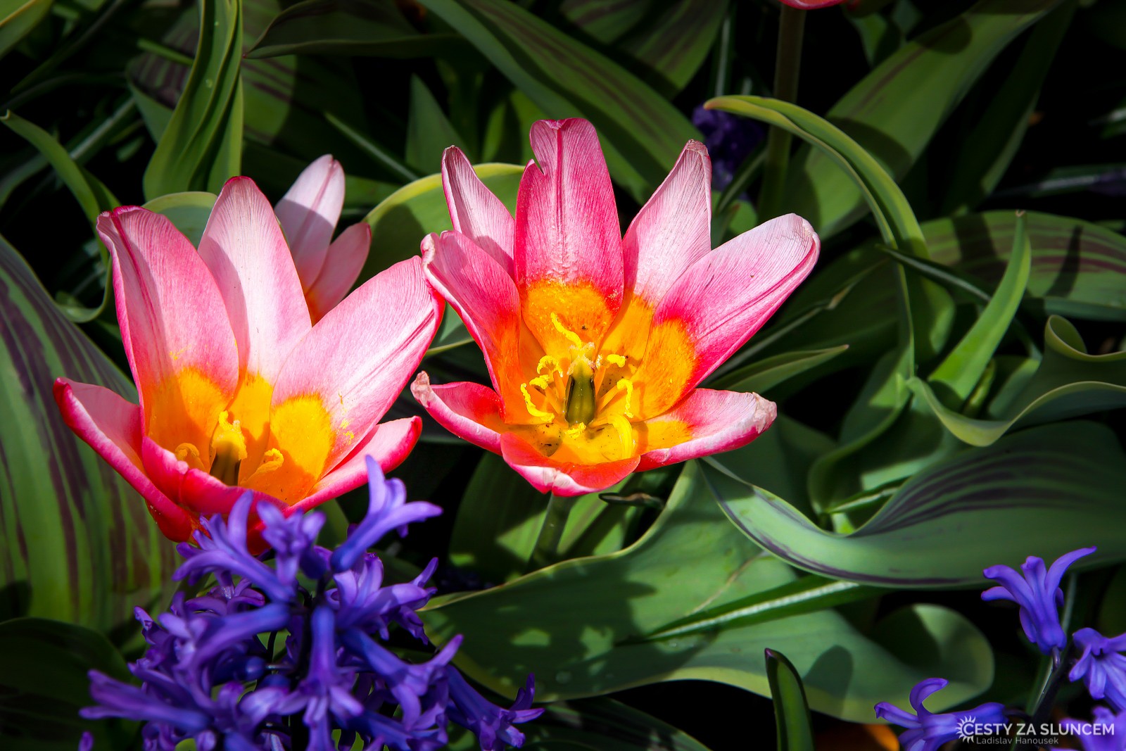 Květinový park Keukenhof - Ladislav Hanousek, Holandsko - květinový park Keukenhof
