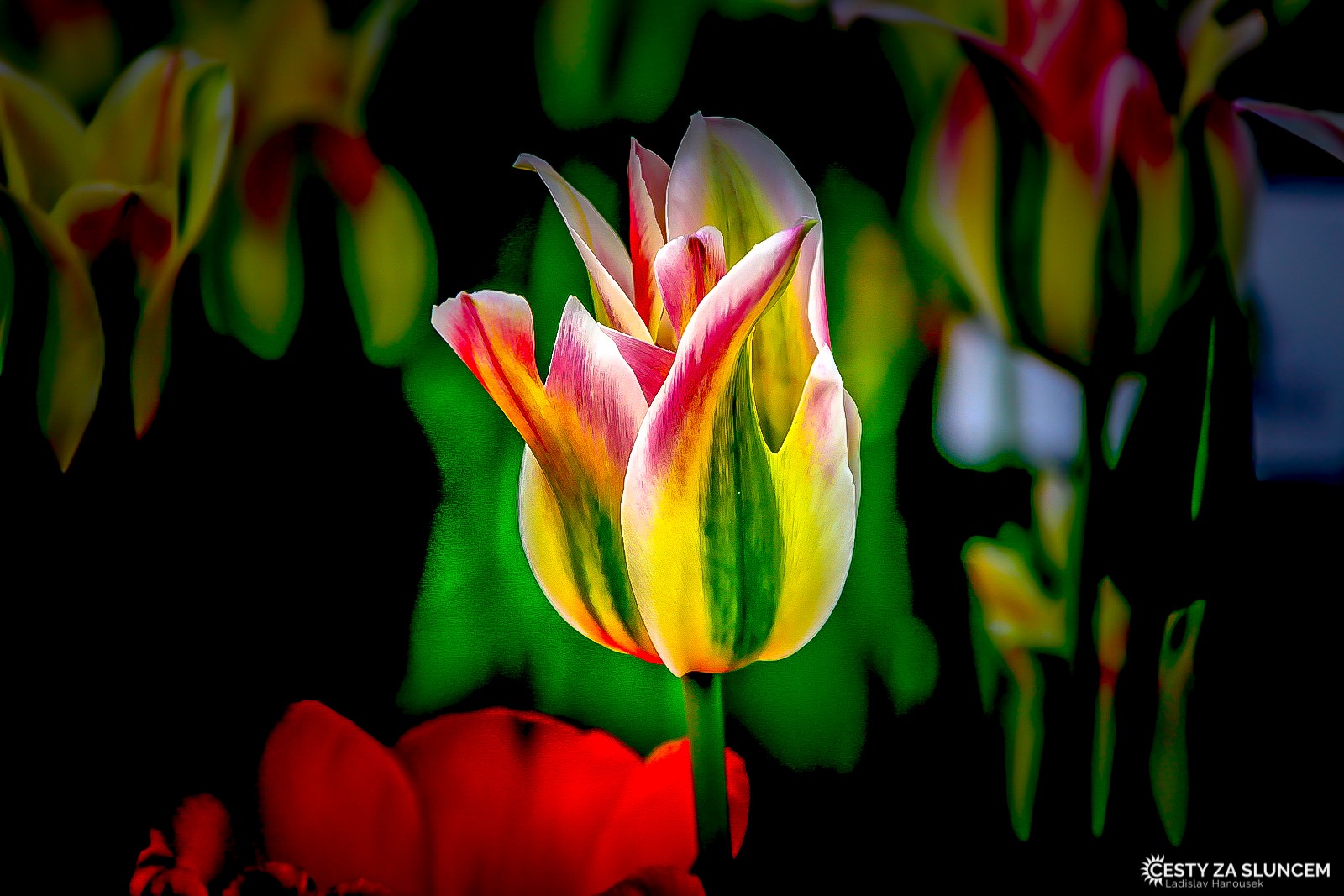 Květinový park Keukenhof - Ladislav Hanousek, Holandsko - květinový park Keukenhof