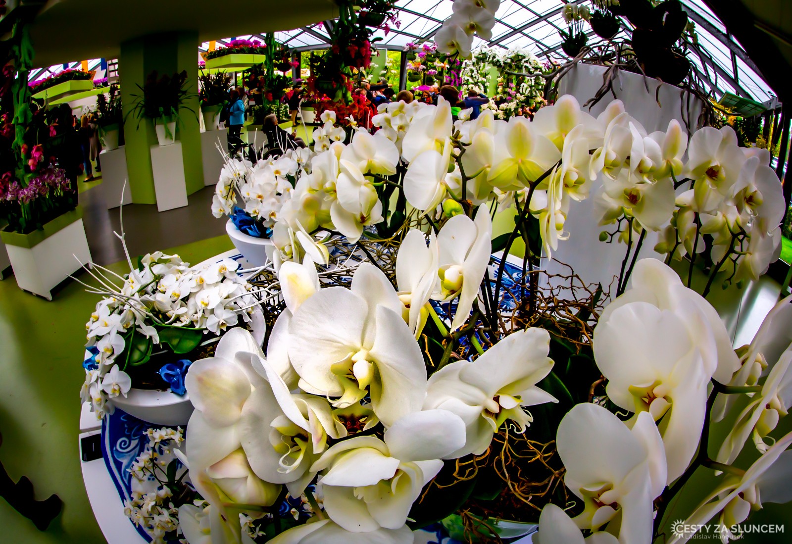 Orchideje v pavilonu královny Beatrix - Ladislav Hanousek, Holandsko - květinový park Keukenhof