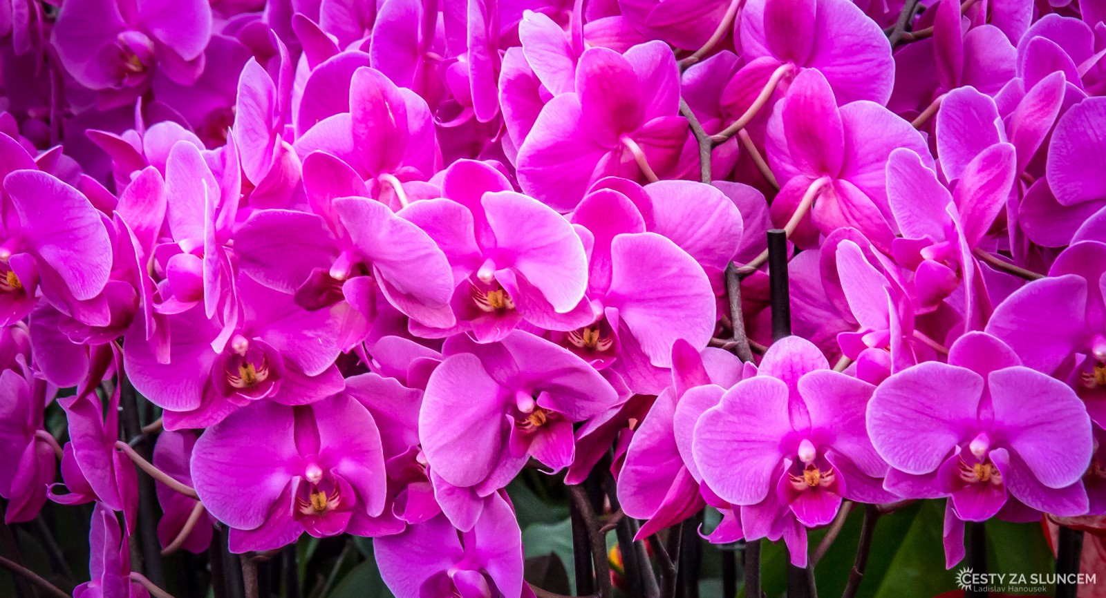 Orchideje v pavilonu královny Beatrix - Ladislav Hanousek, Holandsko - květinový park Keukenhof