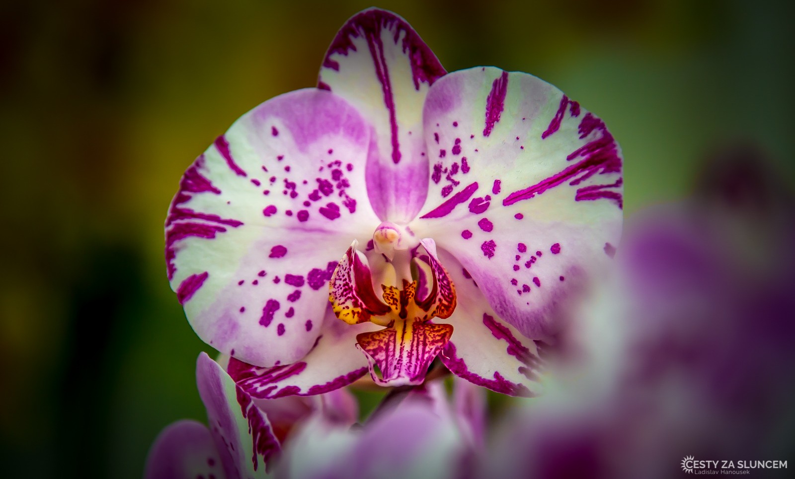 Orchideje v pavilonu královny Beatrix - Ladislav Hanousek, Holandsko - květinový park Keukenhof