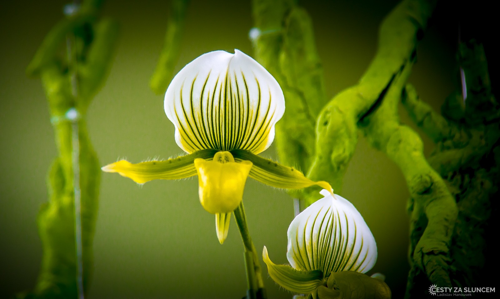 Orchideje v pavilonu královny Beatrix - Ladislav Hanousek, Holandsko - květinový park Keukenhof