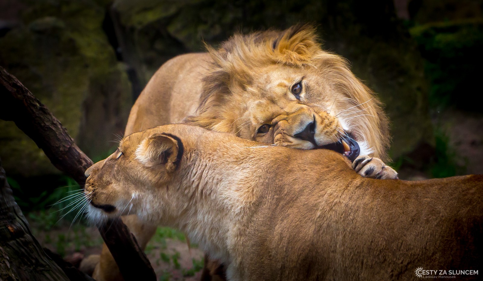 ZOO Hannover - Ladislav Hanousek, Evropa