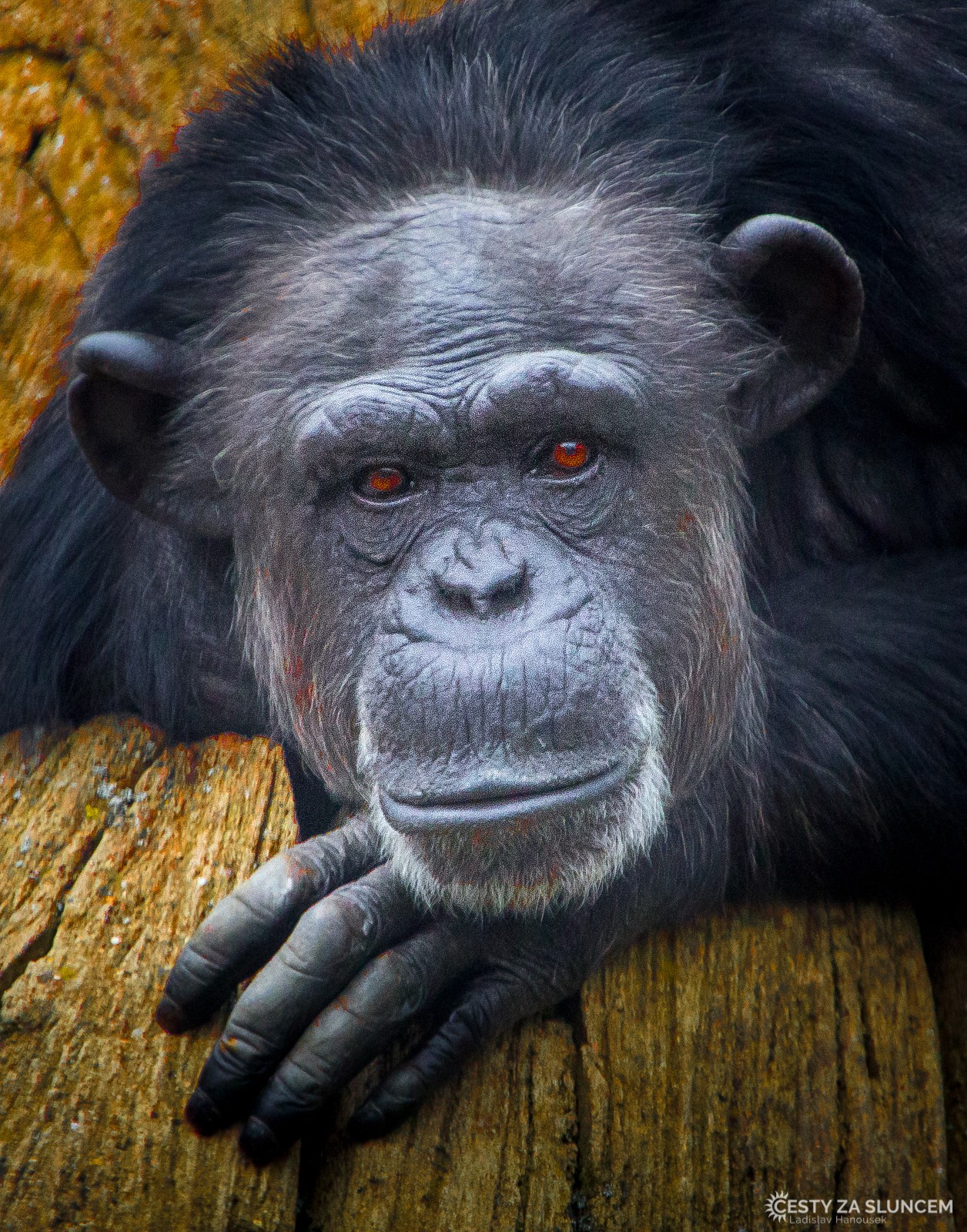 ZOO Hannover - Ladislav Hanousek, Evropa