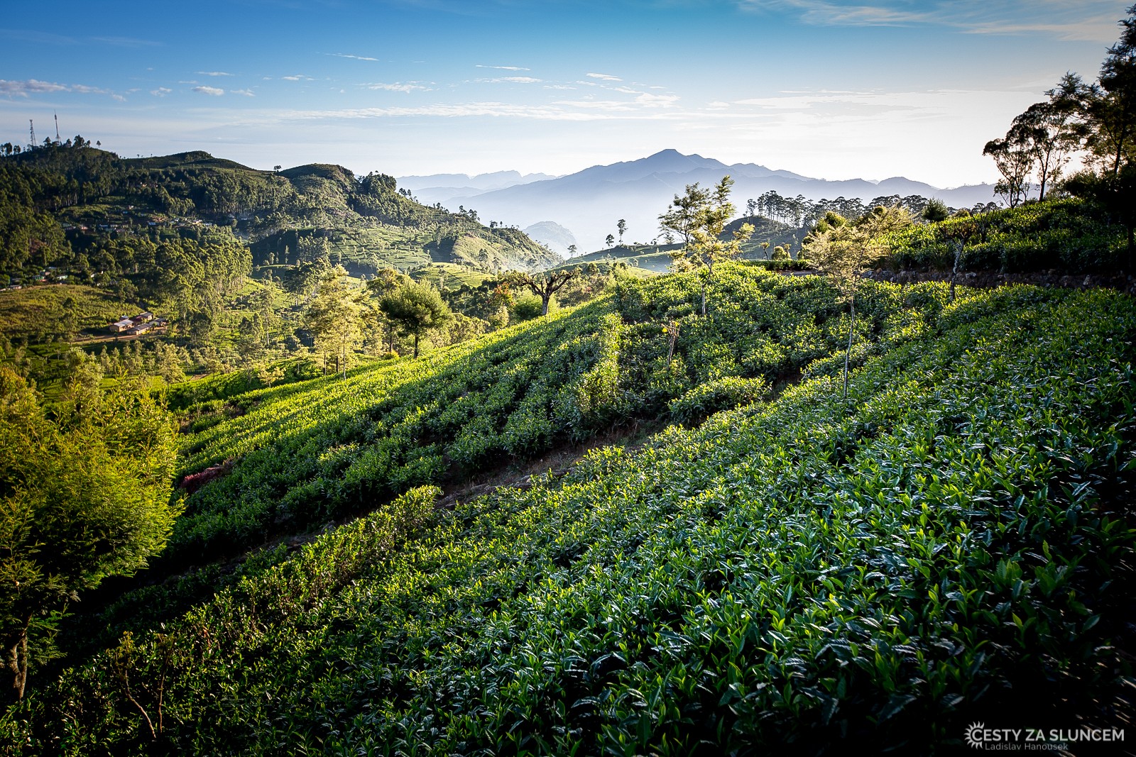 Čajové plantáže jsou po celé Srí Lance. Tyto jsou poblíž města Nuwara Eliya. - Ladislav Hanousek, Srí Lanka
