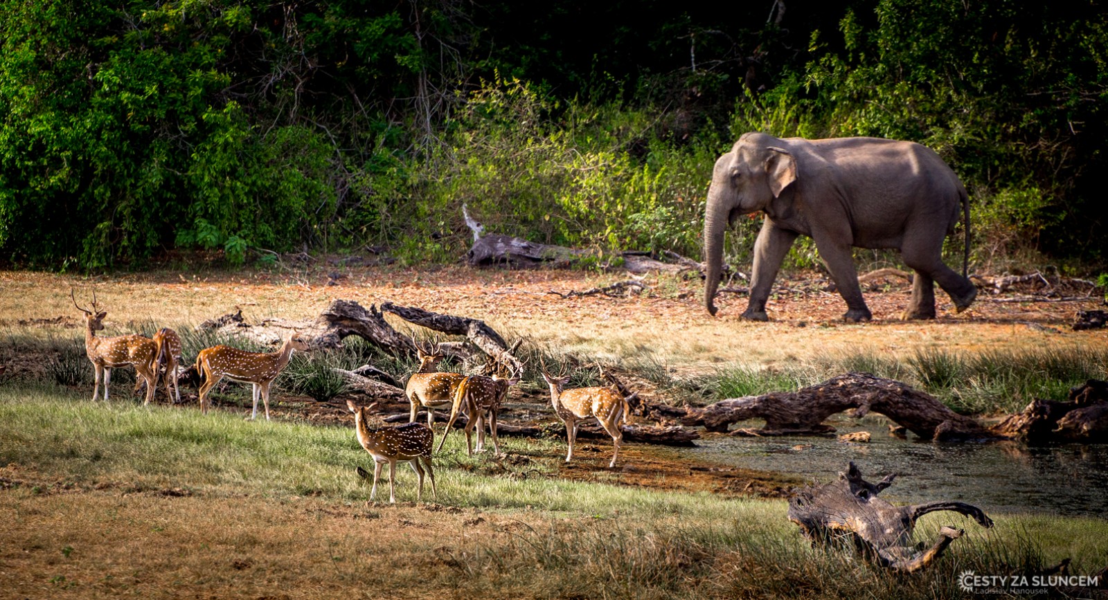 Národní park Yala na jihu Srí Lanky. - Ladislav Hanousek, Srí Lanka