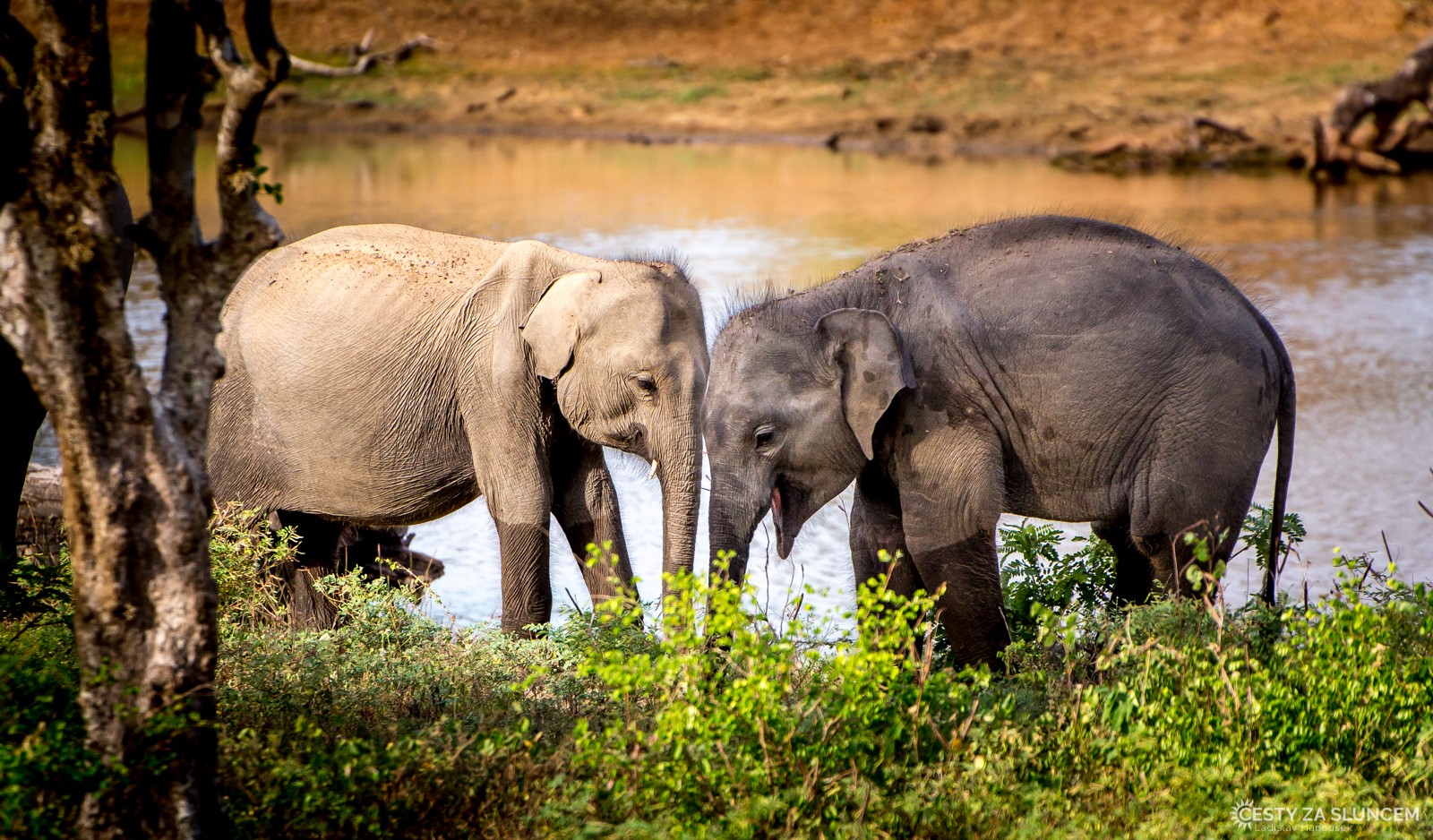 Národní park Yala. - Ladislav Hanousek, Srí Lanka