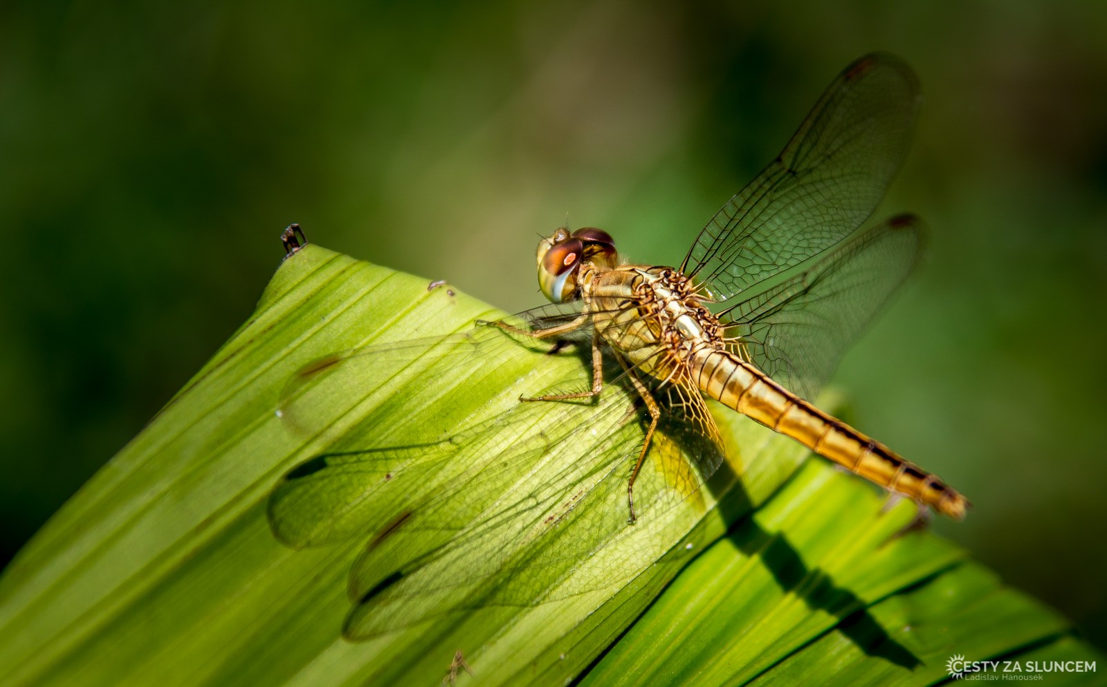 Národní park Yala - Ladislav Hanousek, Srí Lanka