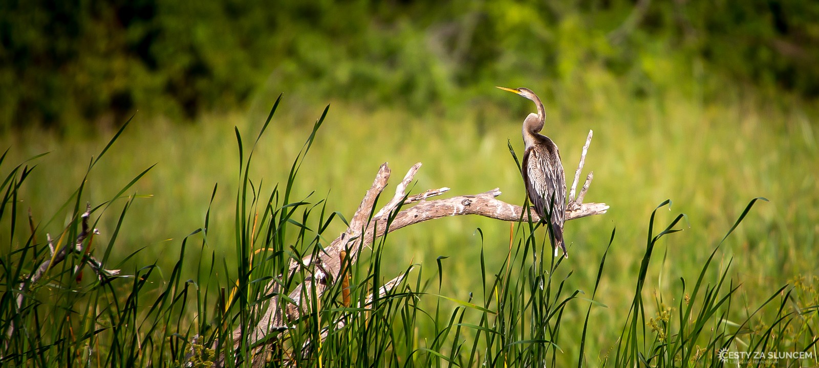 Ještě jedna Anhinga rezavá v NP Bundala - Ladislav Hanousek, Srí Lanka