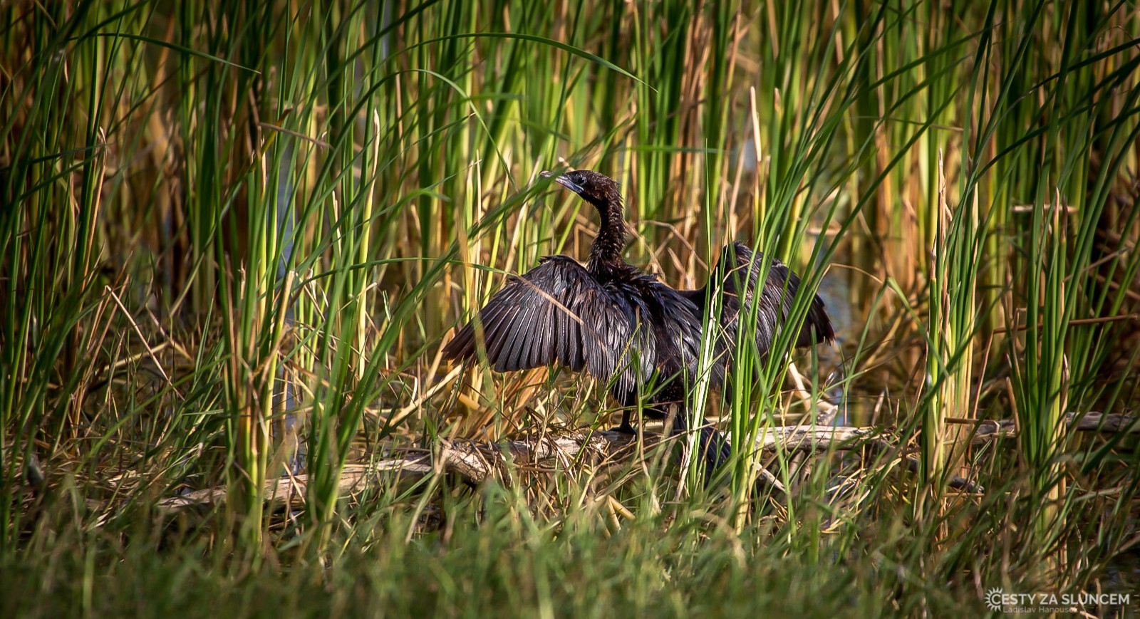 Anhinga ukrytá v rákosí.. - Ladislav Hanousek, Srí Lanka