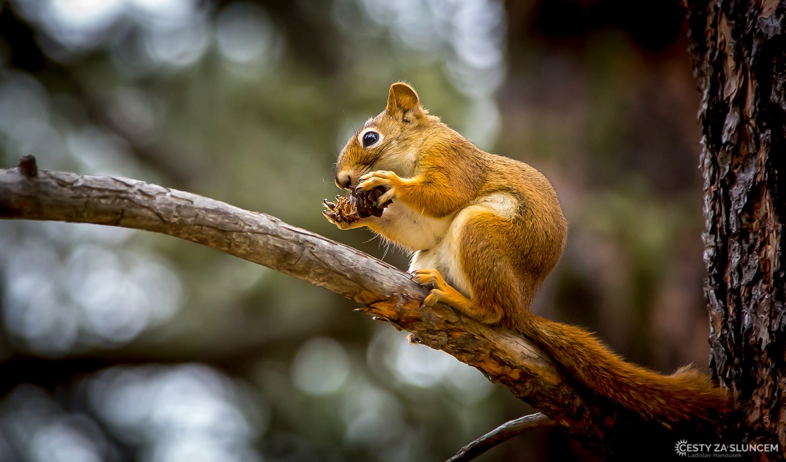 Wind Cave NP - aspoň, že veverku poznám.. - Ladislav Hanousek, Wind Cave NP