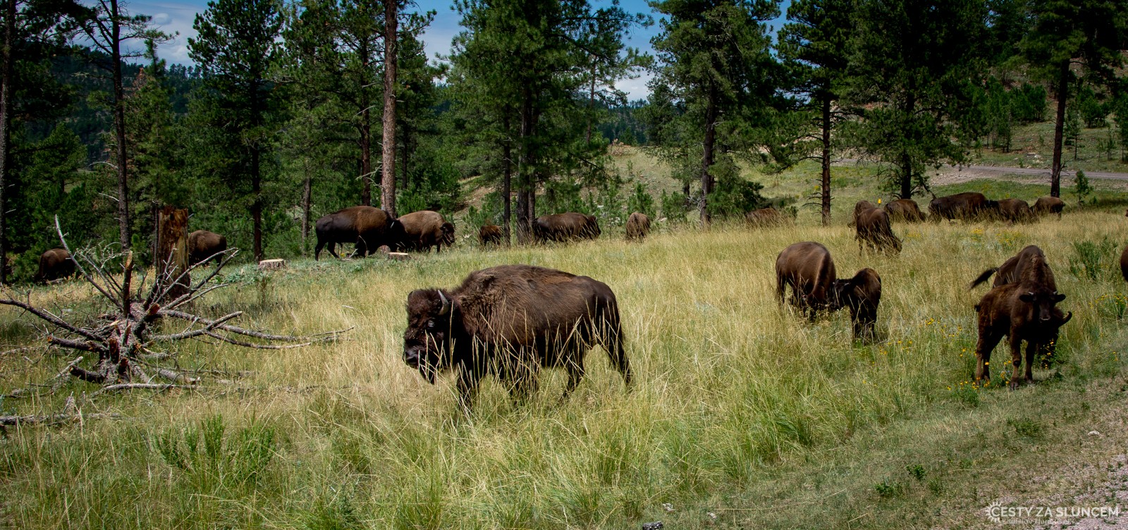 Custer NP 2017 - Ladislav Hanousek, Custer NP