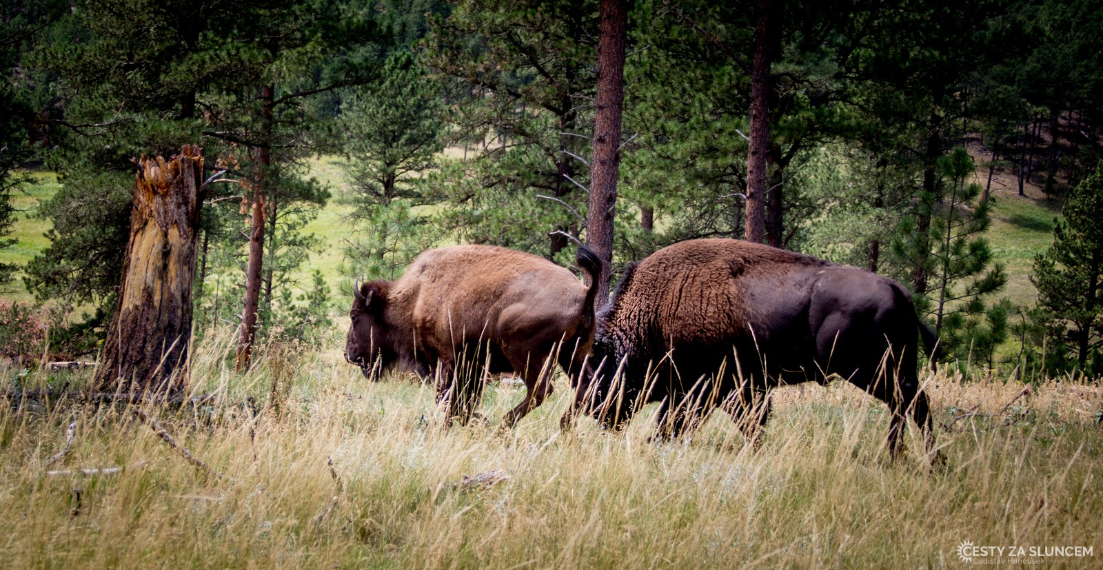 Custer NP - Ladislav Hanousek, Custer NP