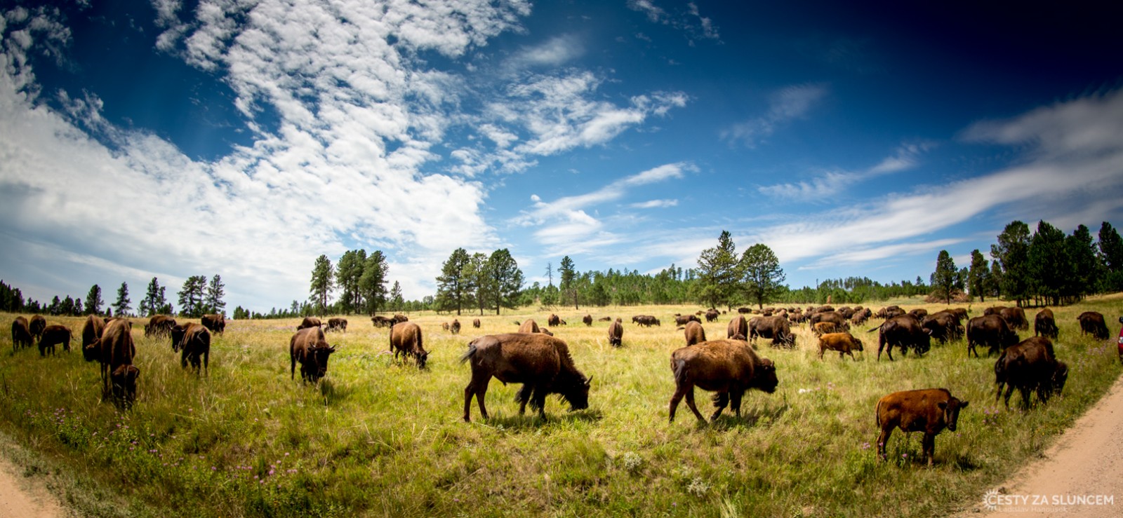 Custer NP 2017 - bizonů tu bylo víc, než v Yellowstone. - Ladislav Hanousek, Custer NP