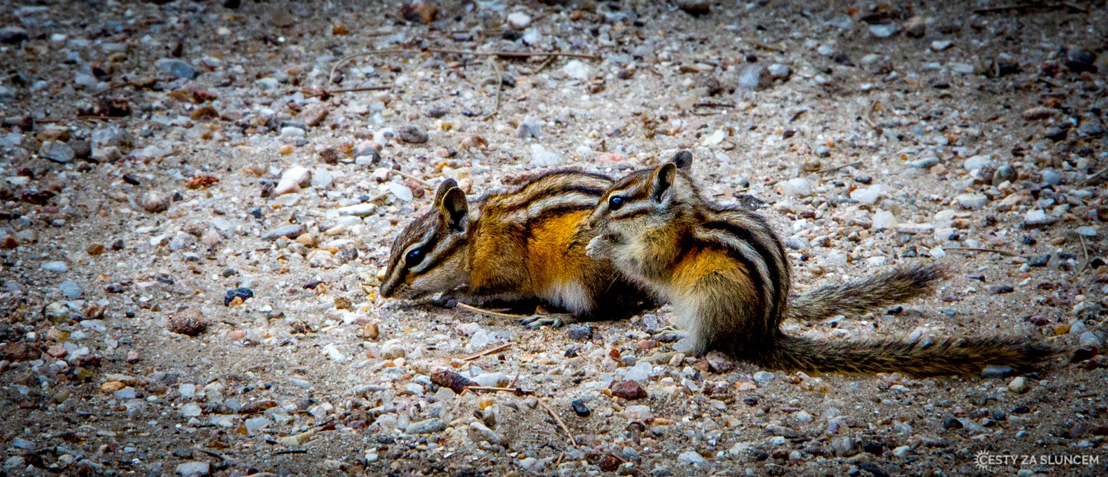  - Ladislav Hanousek, Black Hills