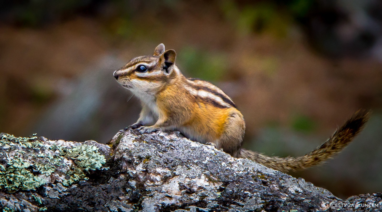  - Ladislav Hanousek, Black Hills