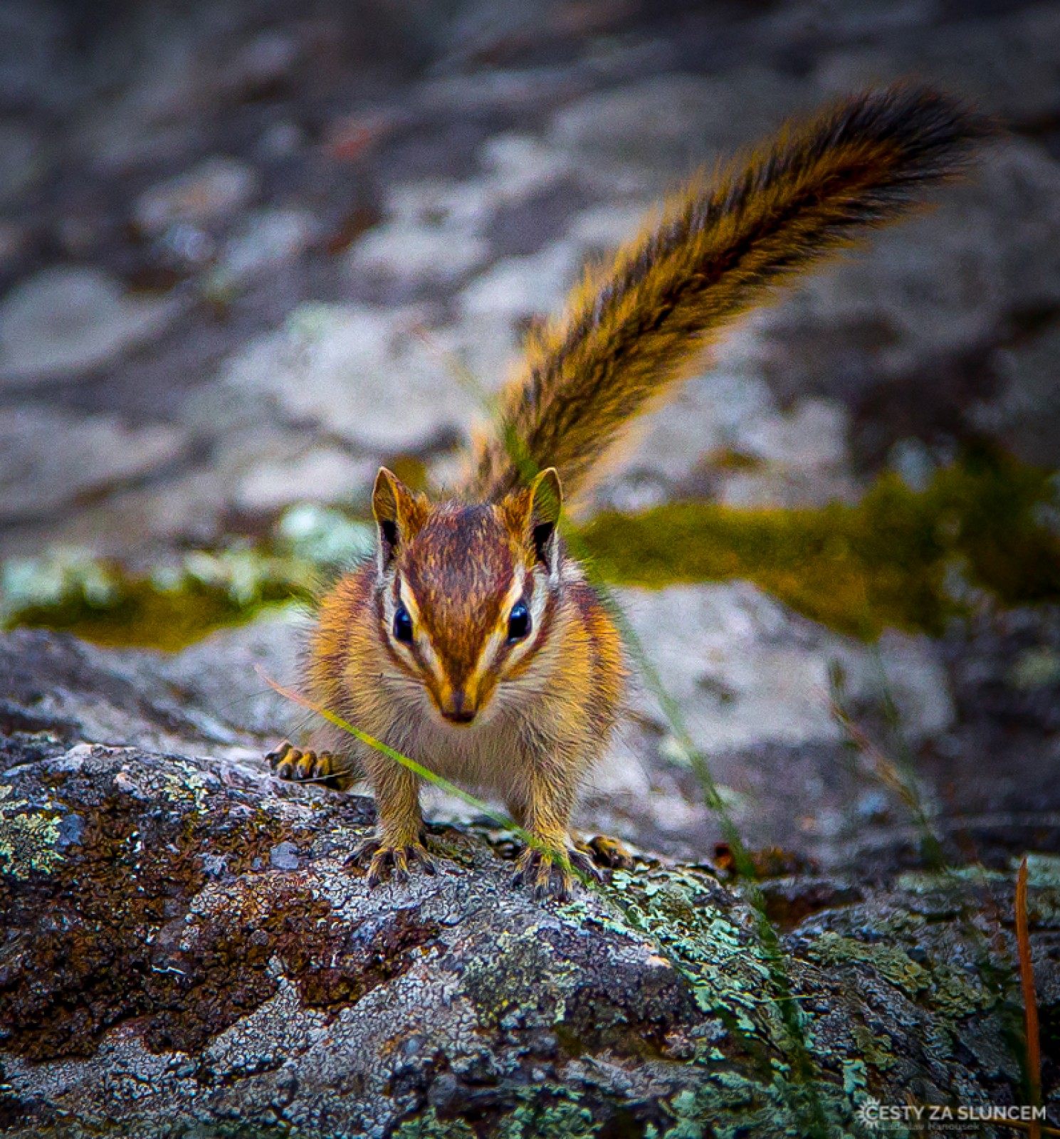  - Ladislav Hanousek, Black Hills