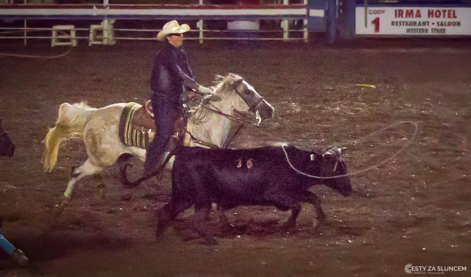 První disciplína - chytání mladých býků do lasa na čas. - Ladislav Hanousek, Cody
