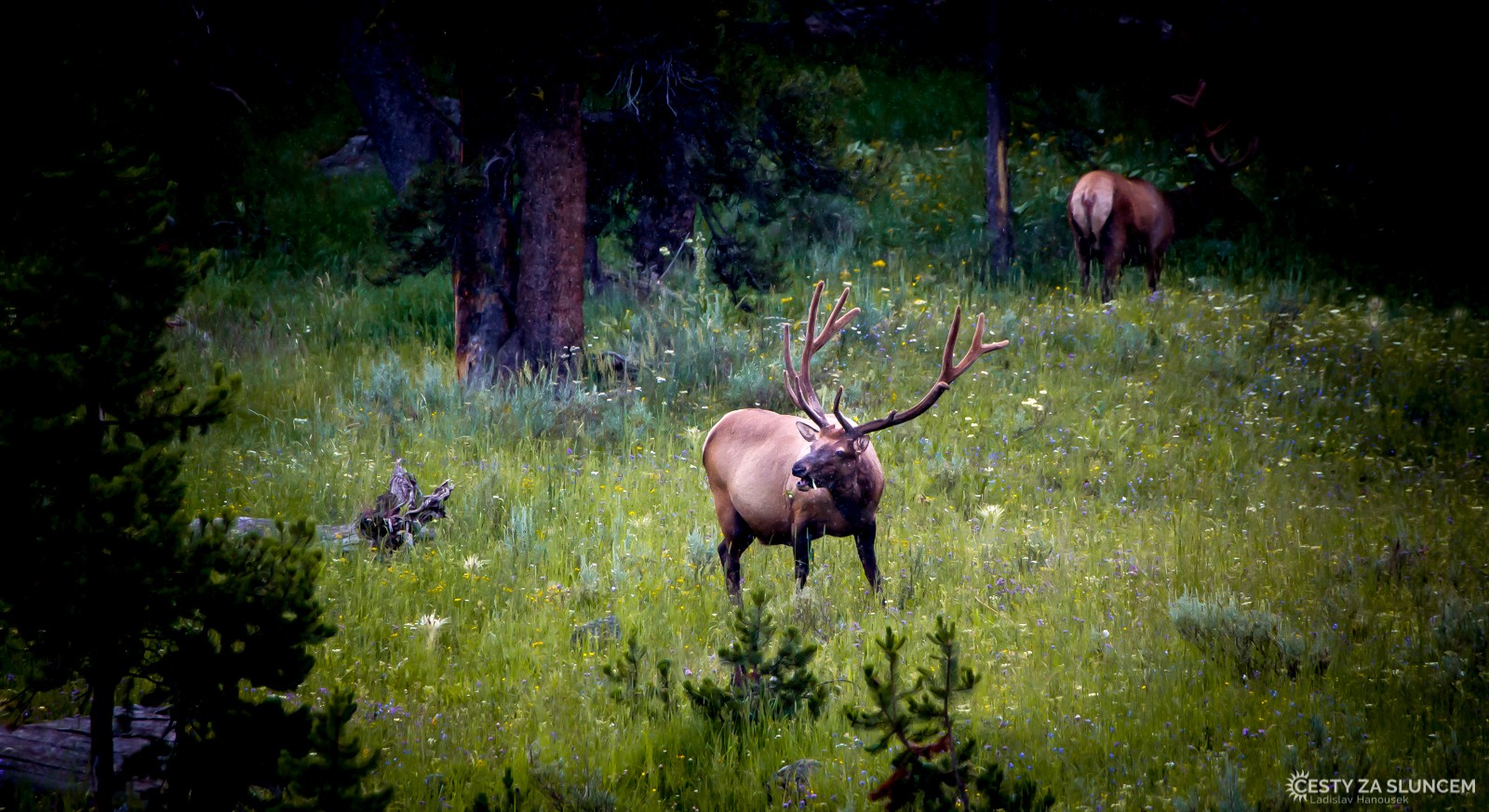 Jeleni v oblasti mezi Upper a Lower Falls - Ladislav Hanousek, Yellowstone NP