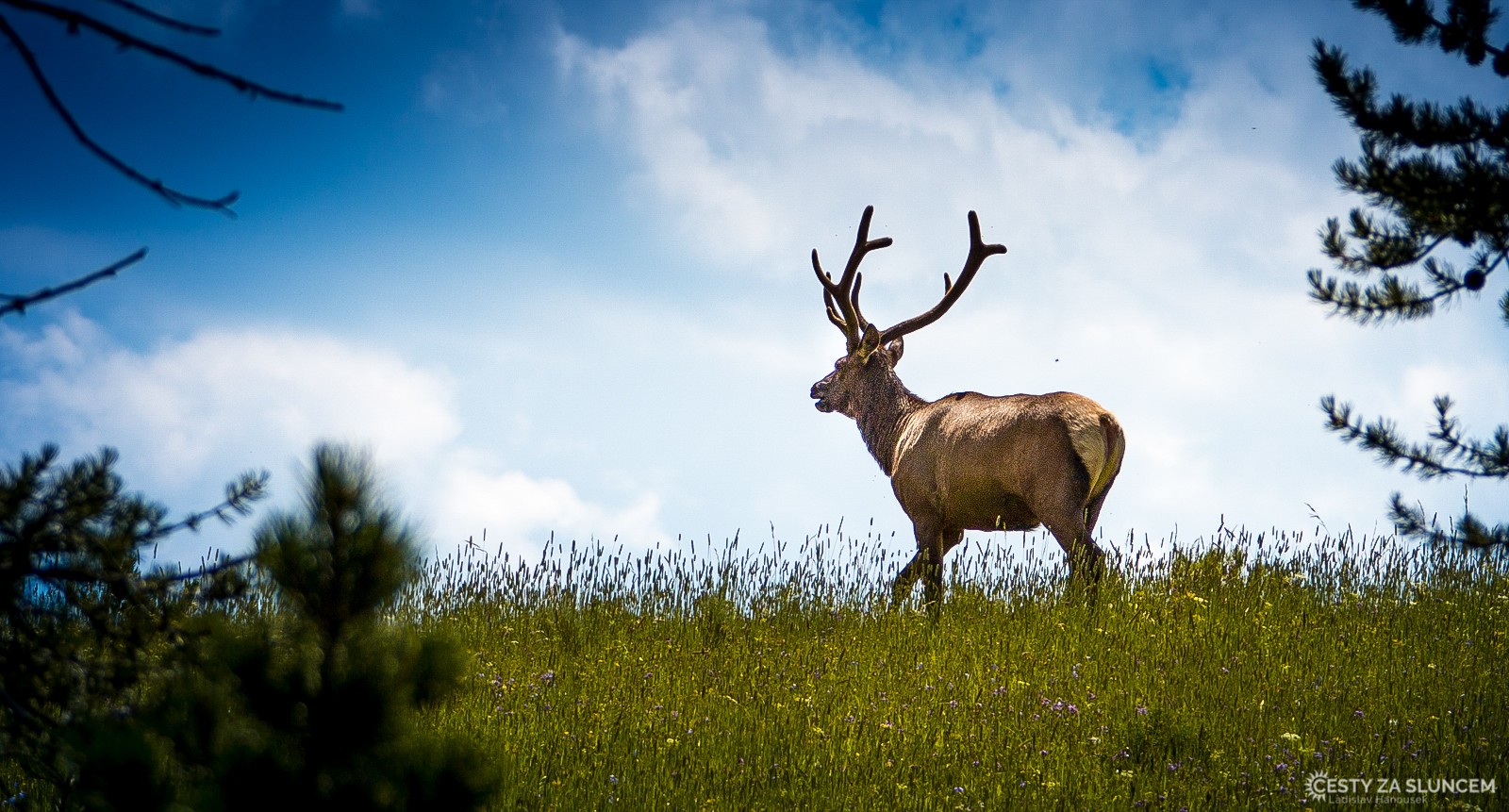 Jelen v oblasti mezi Upper a Lower Falls - Ladislav Hanousek, Yellowstone NP