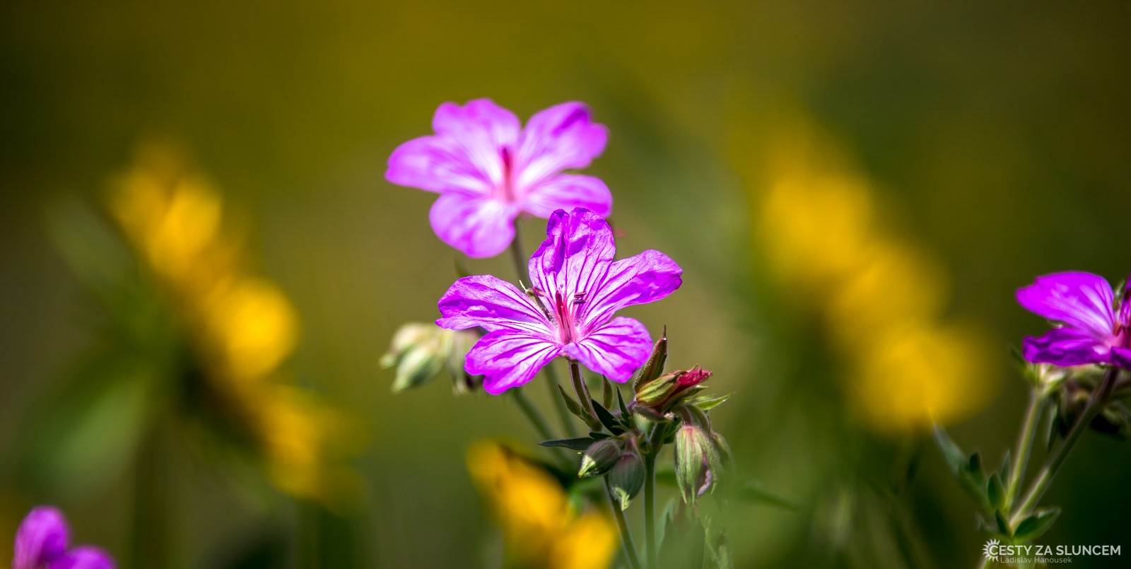 Po cestě k Tower-Roosevelt - Ladislav Hanousek, Yellowstone NP