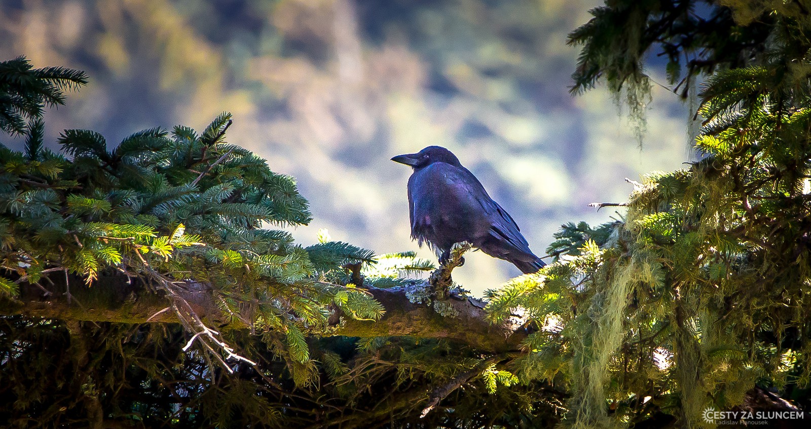 Deštný prales v národním parku Olympic - Ladislav Hanousek, Washington