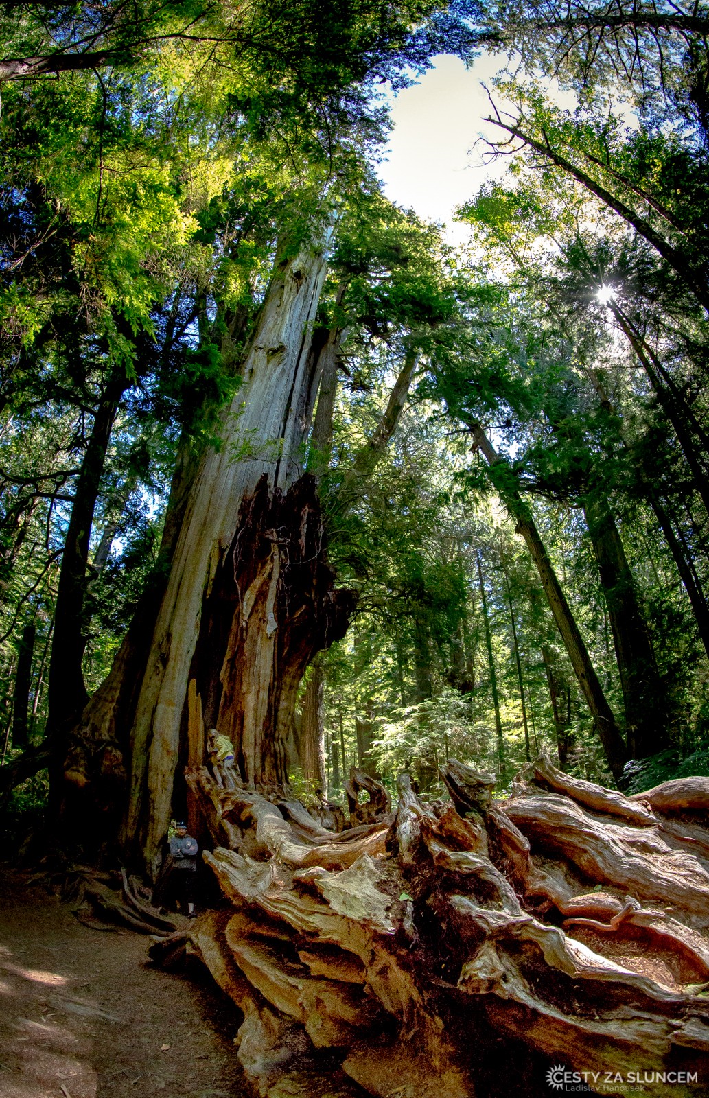 Deštný prales v národním parku Olympic - Ladislav Hanousek, Washington