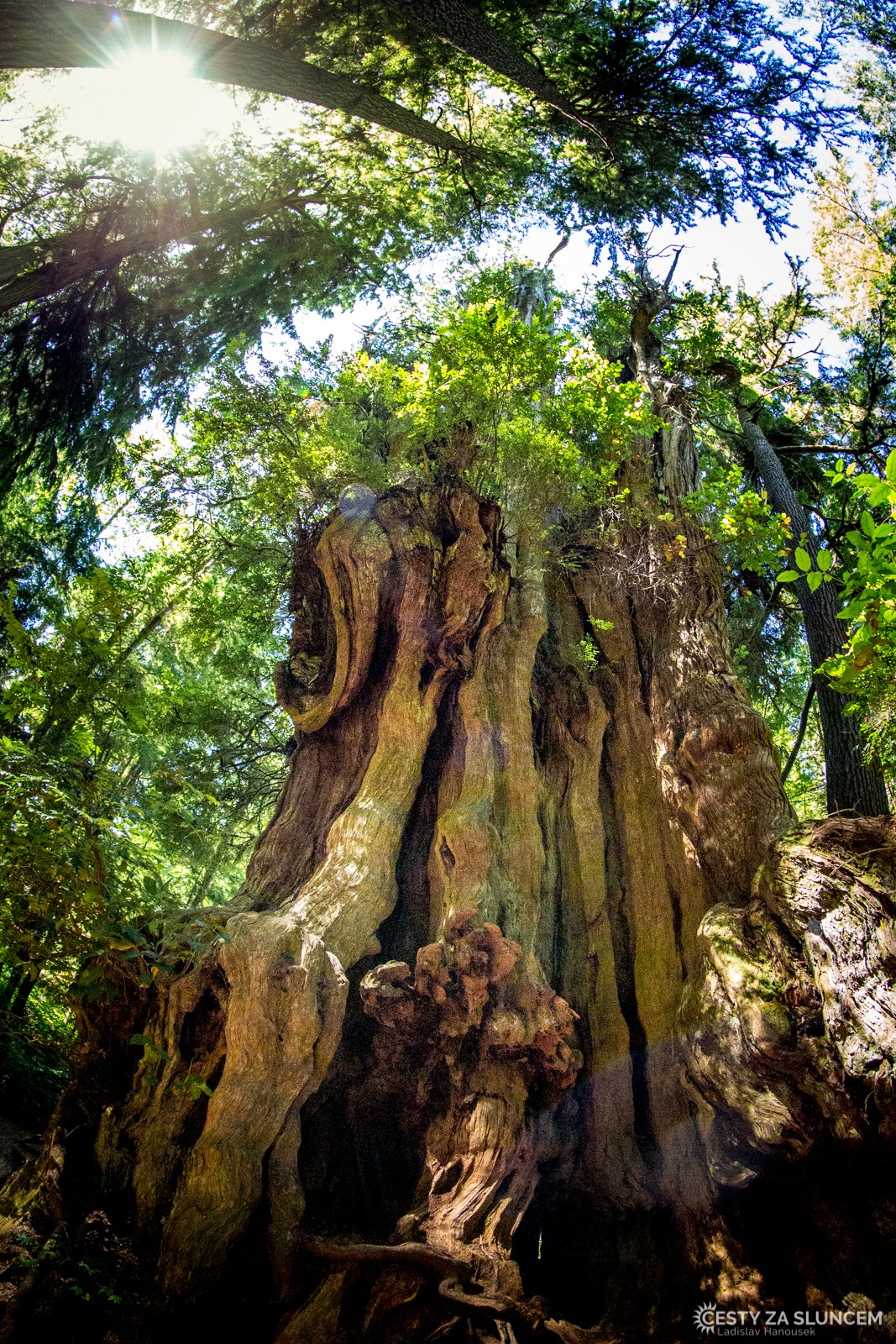 Deštný prales v národním parku Olympic - Ladislav Hanousek, Washington
