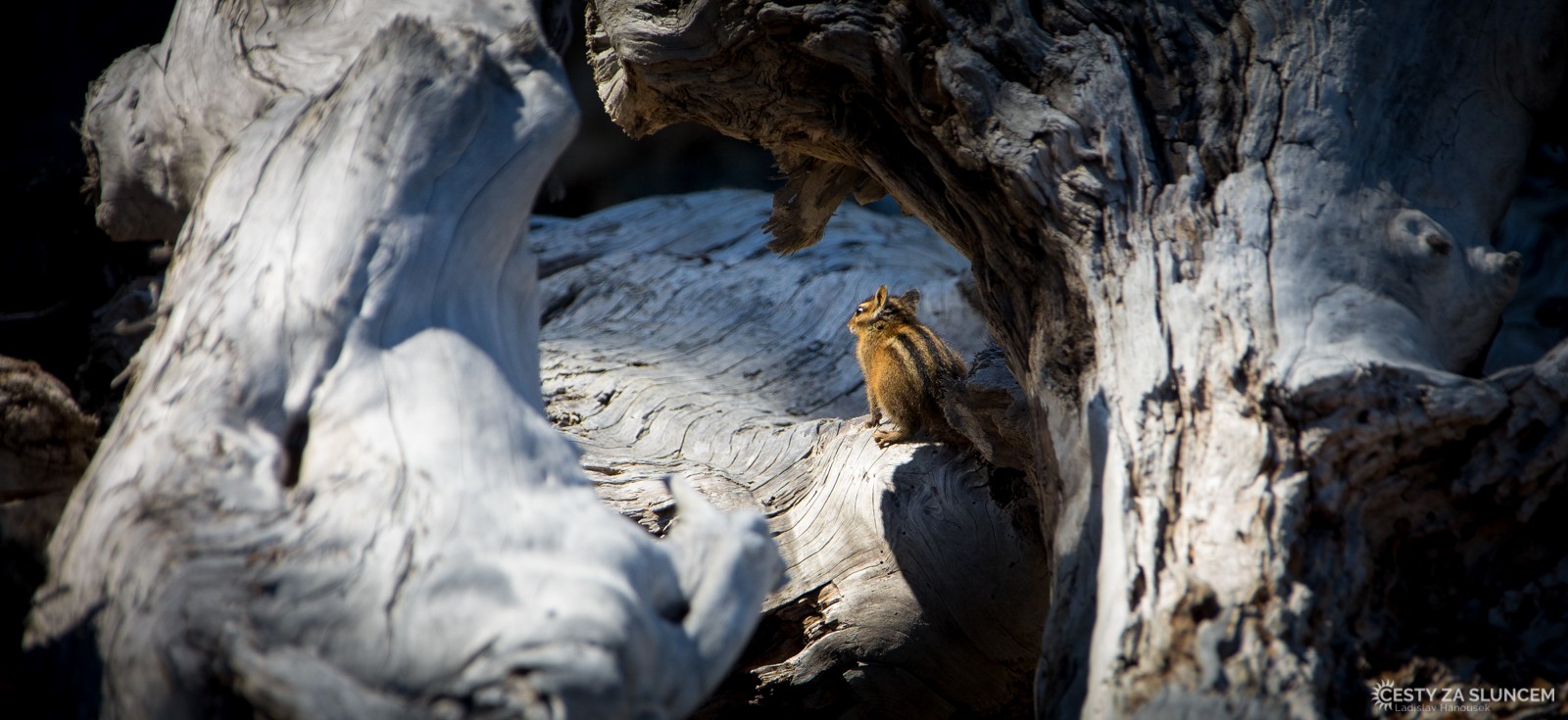 Národní park Olympic - chipmunk na pohádkové pláži Ruby Beach - Ladislav Hanousek, Washington
