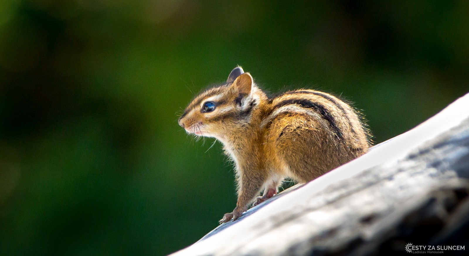 Národní park Olympic - chipmunk na pohádkové pláži Ruby Beach - Ladislav Hanousek, Washington