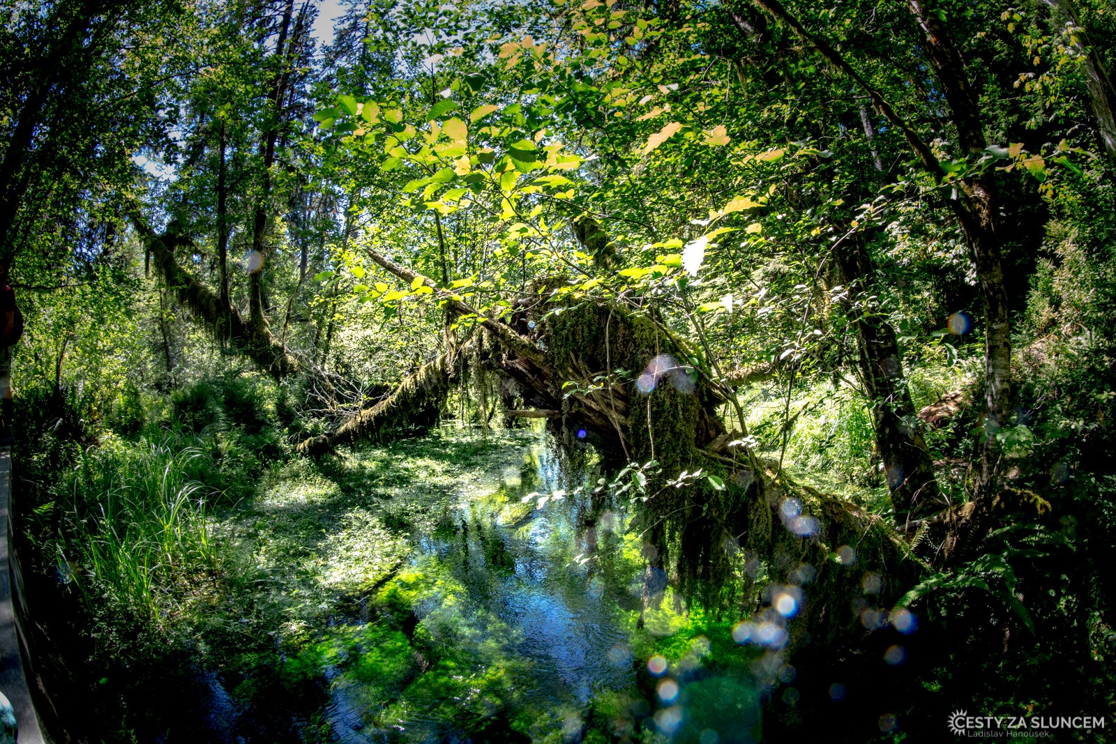 Deštný prales v národním parku Olympic - Ladislav Hanousek, Washington