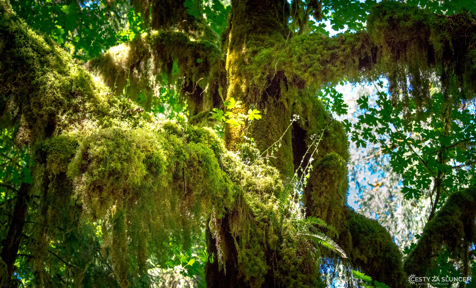 Deštný prales v národním parku Olympic - Ladislav Hanousek, Washington