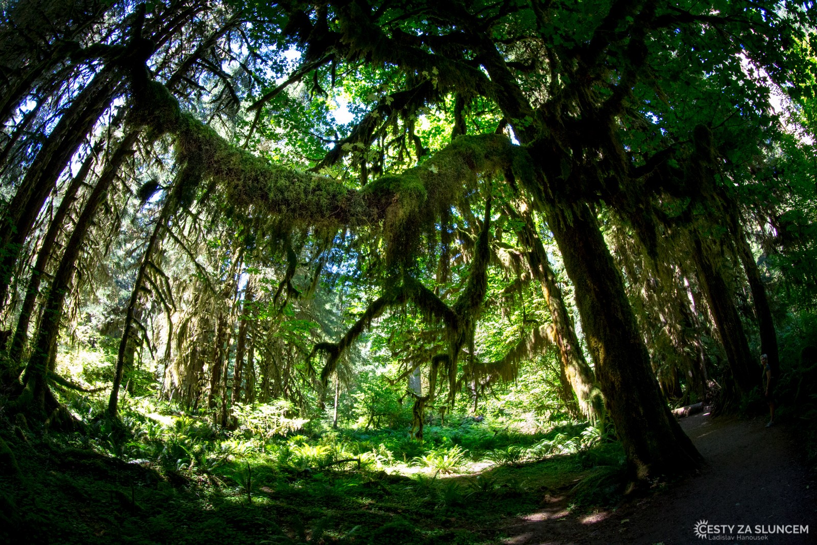 Deštný prales v národním parku Olympic - Ladislav Hanousek, Washington