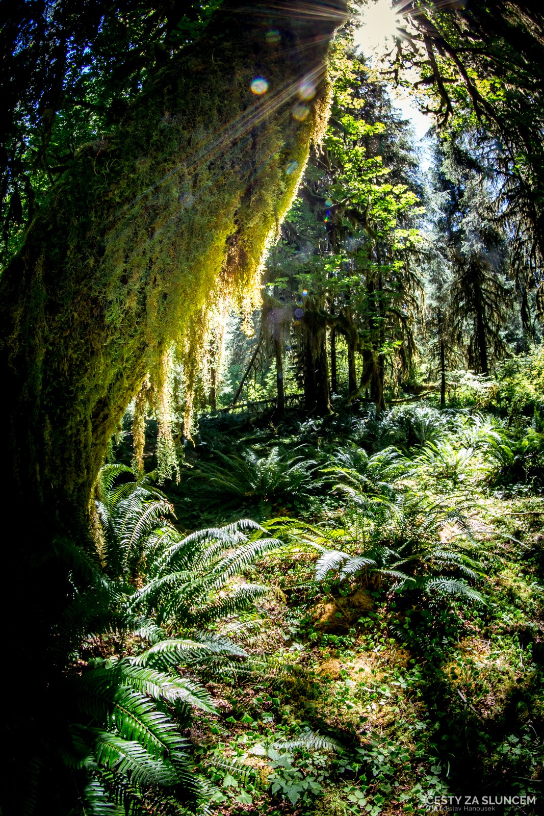 Deštný prales v národním parku Olympic - Ladislav Hanousek, Washington