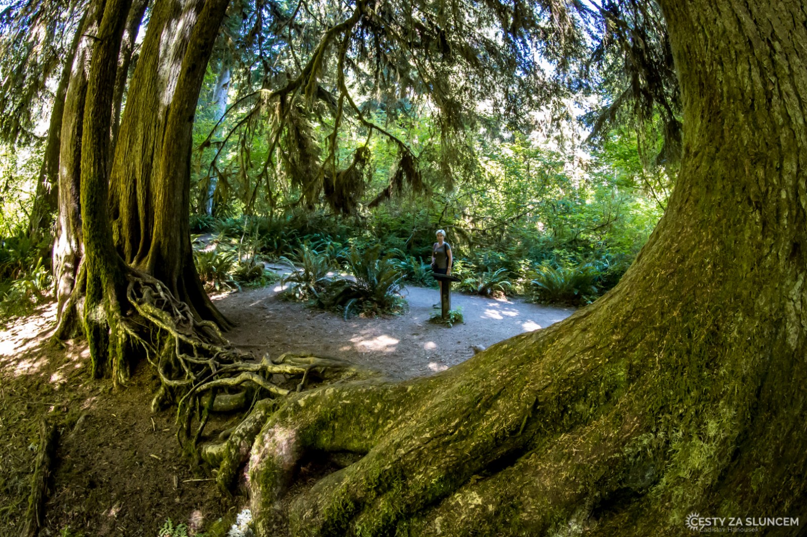 Deštný prales v národním parku Olympic - Ladislav Hanousek, Washington