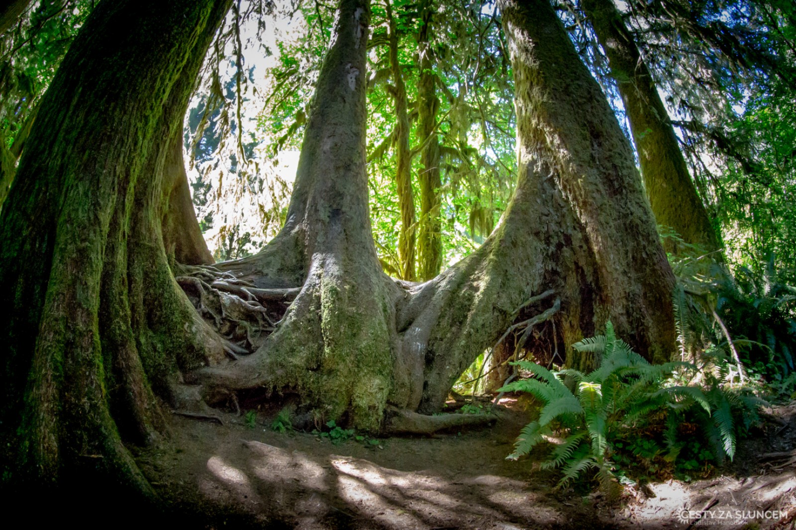 Deštný prales v národním parku Olympic - Ladislav Hanousek, Washington