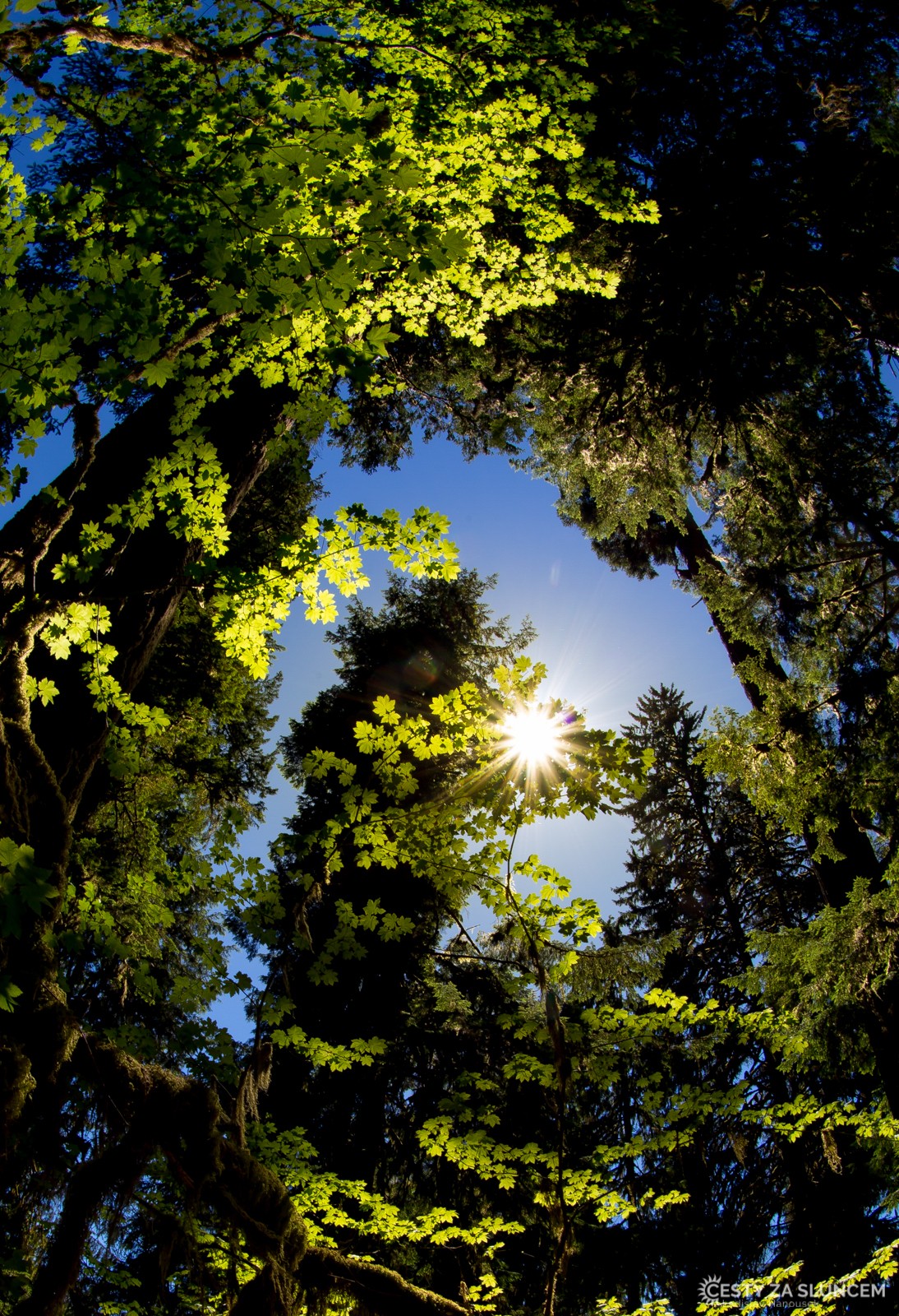 Deštný prales v národním parku Olympic - Ladislav Hanousek, Washington