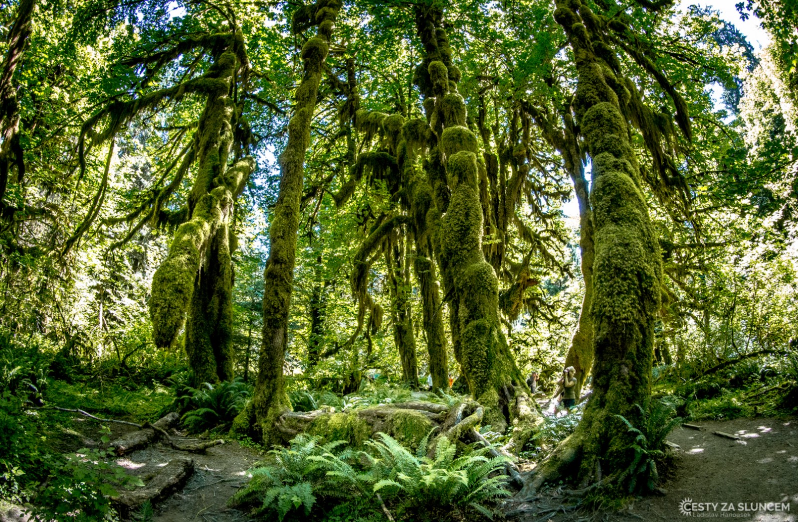 Deštný prales v národním parku Olympic - Ladislav Hanousek, Washington