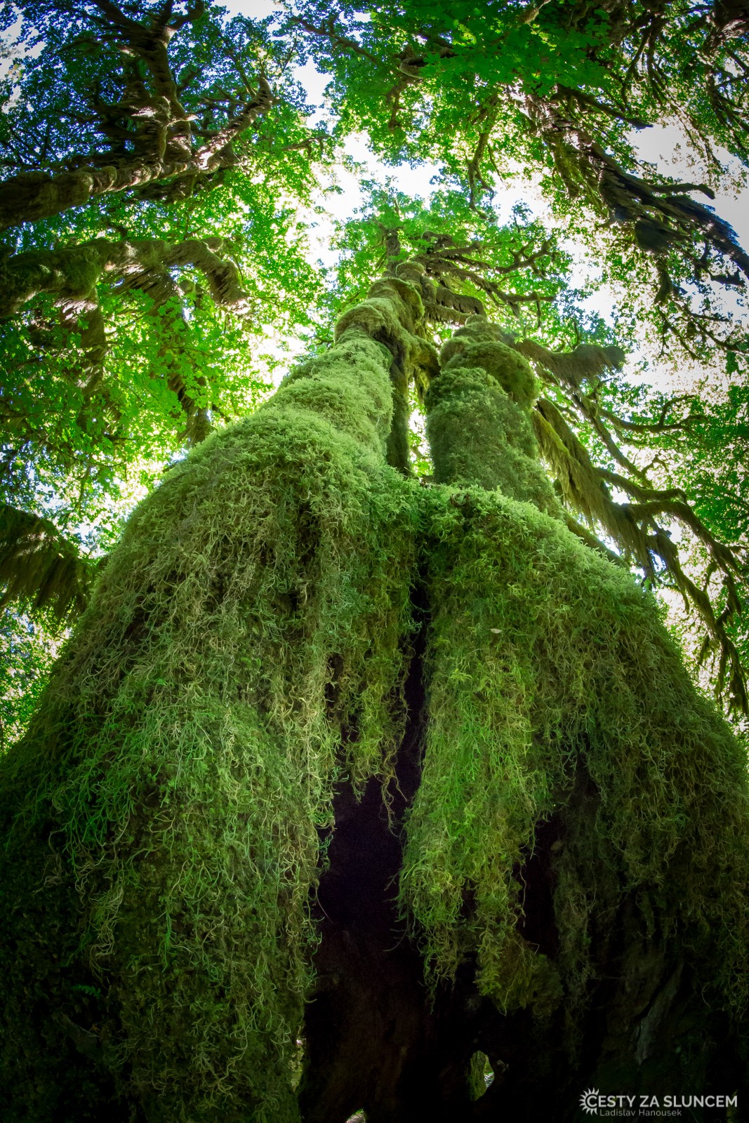 Deštný prales v národním parku Olympic - Ladislav Hanousek, Washington
