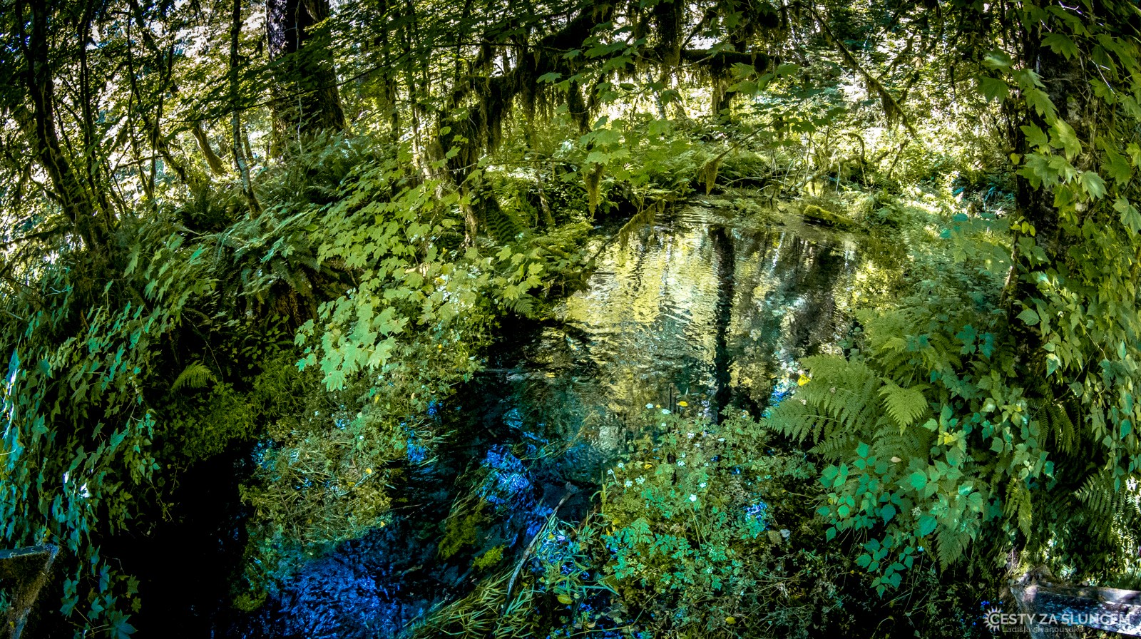 Deštný prales v národním parku Olympic - Ladislav Hanousek, Washington