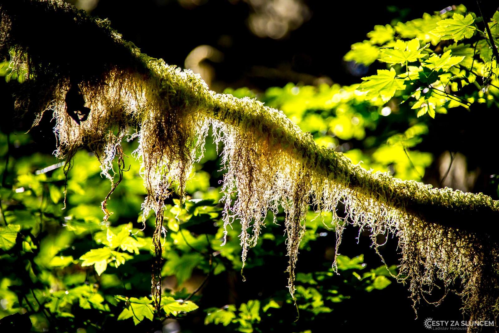 Deštný prales v národním parku Olympic - Ladislav Hanousek, Washington