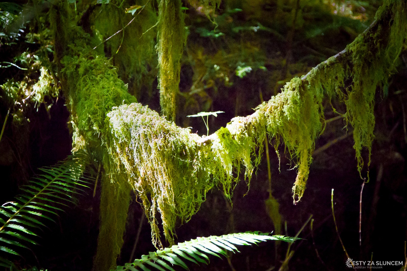Deštný prales v národním parku Olympic - Ladislav Hanousek, Washington
