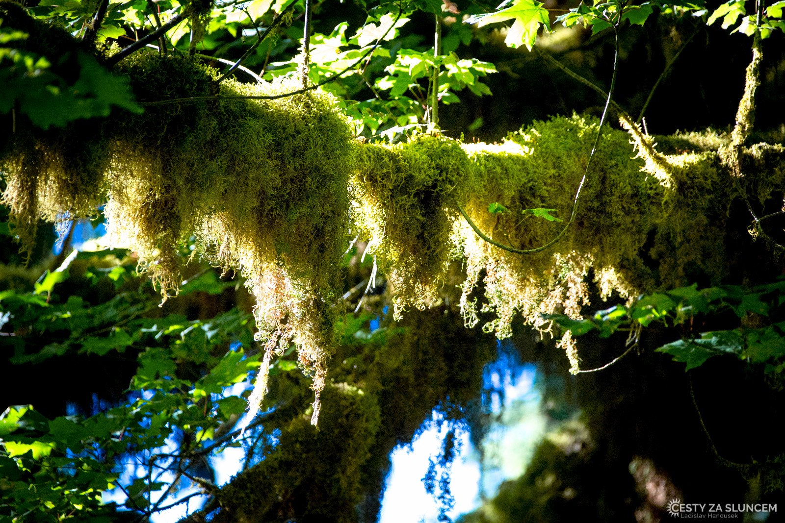 Deštný prales v národním parku Olympic - Ladislav Hanousek, Washington