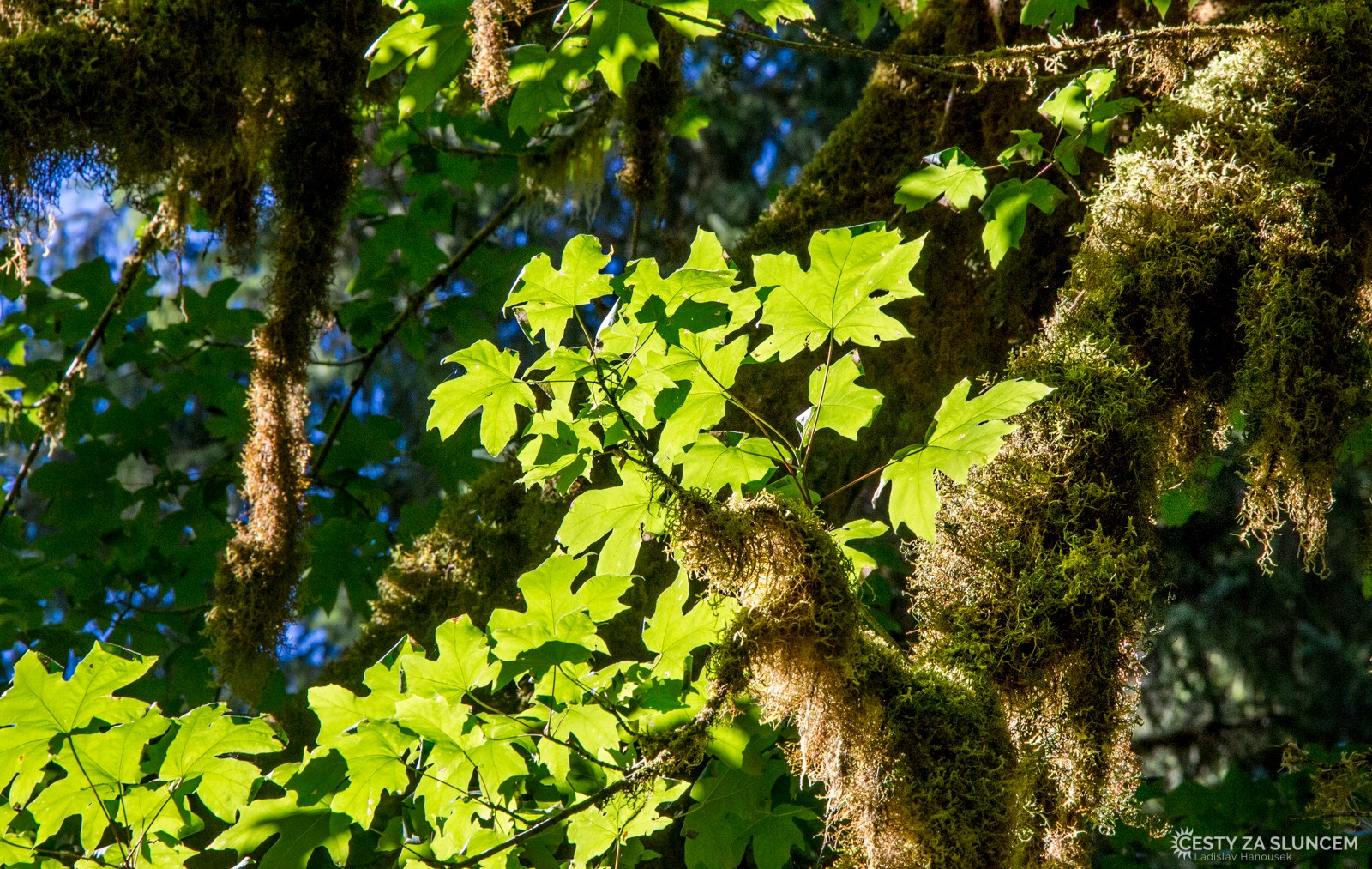 Deštný prales v národním parku Olympic - Ladislav Hanousek, Washington