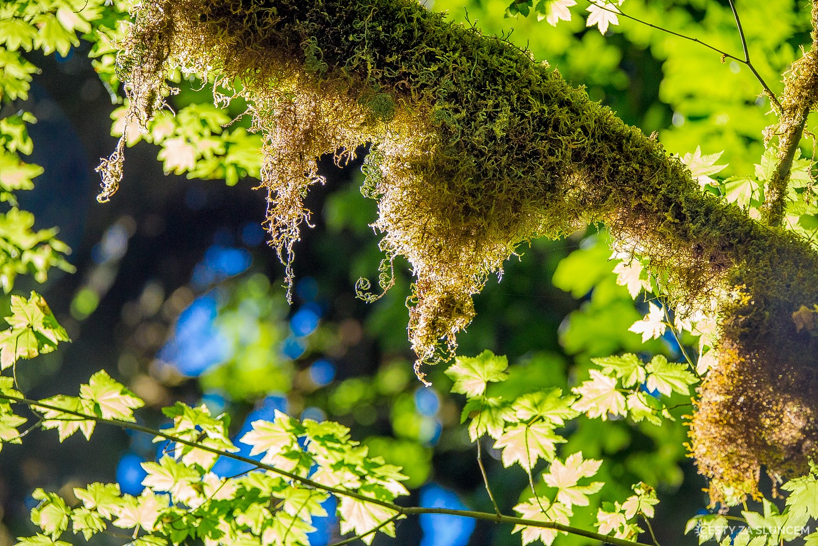 Deštný prales v národním parku Olympic - Ladislav Hanousek, Washington