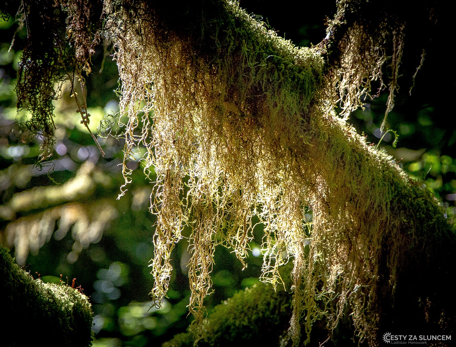 Deštný prales v národním parku Olympic - Ladislav Hanousek, Washington