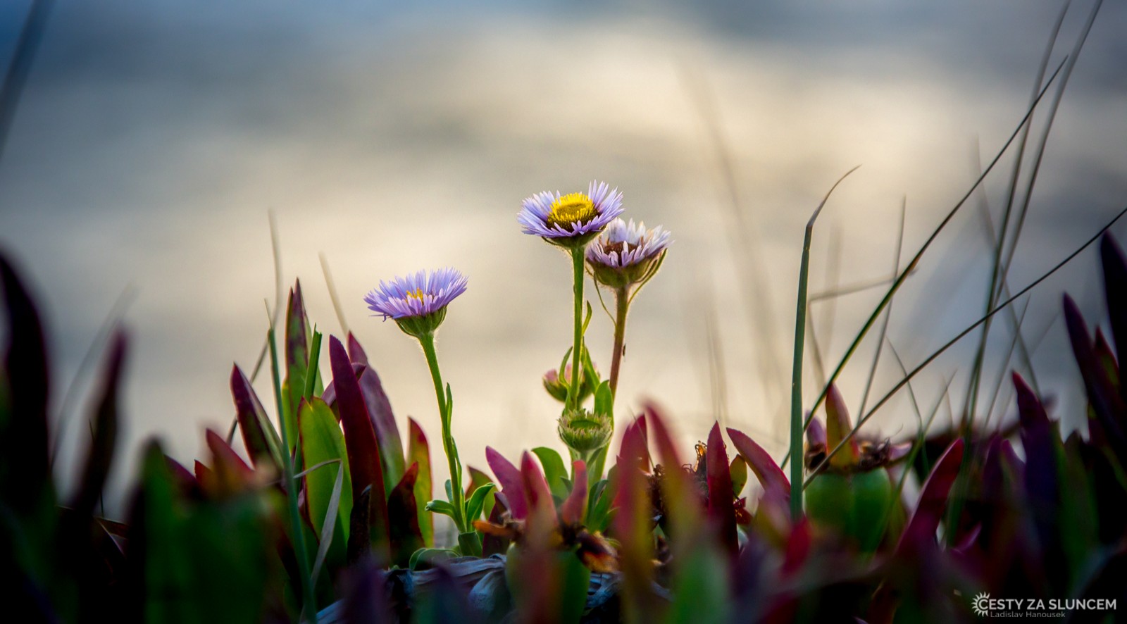 Louky jižně od národního parku Olympic - Ladislav Hanousek, Oregon