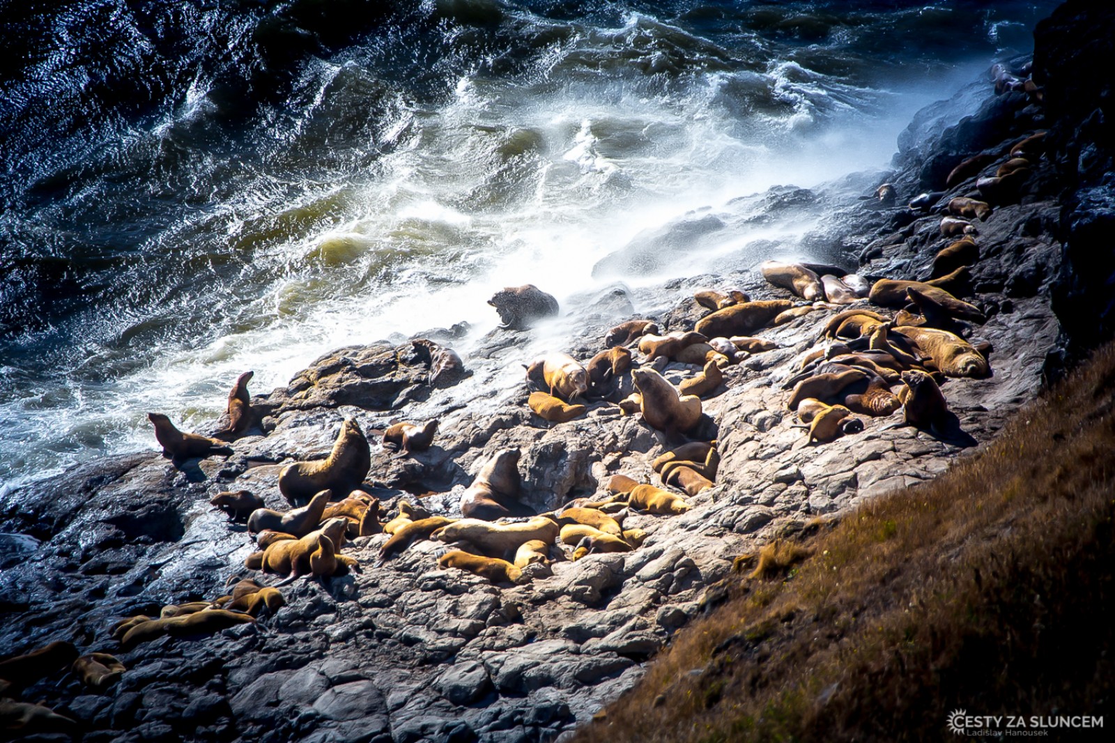 Lachtani na pobřeží před jeskyní Sea Lions Caves - Ladislav Hanousek, Oregon