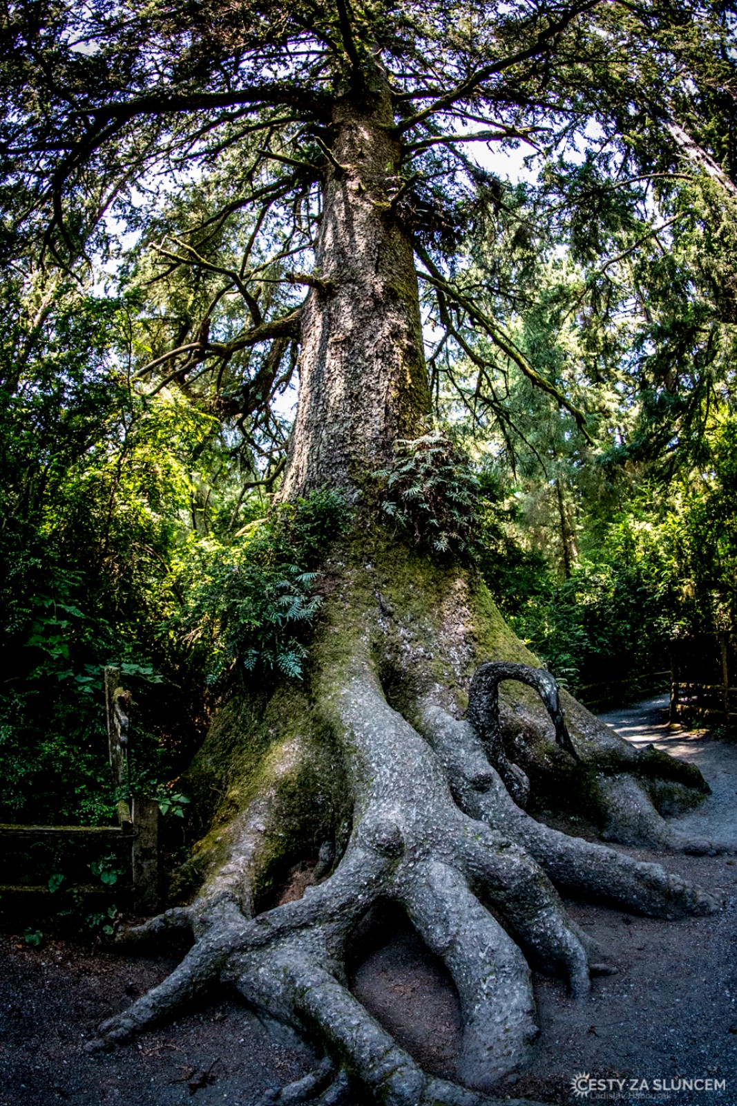 Trees of Mystery: Elephant Tree v NP Redwood - Ladislav Hanousek, Oregon